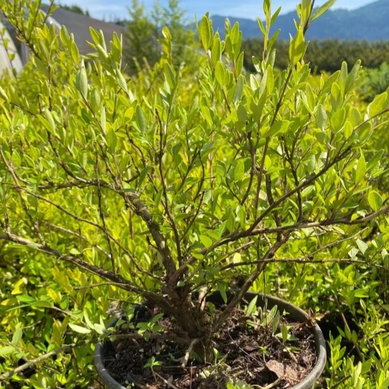 Lonicera pileata / Privet Honeysuckle