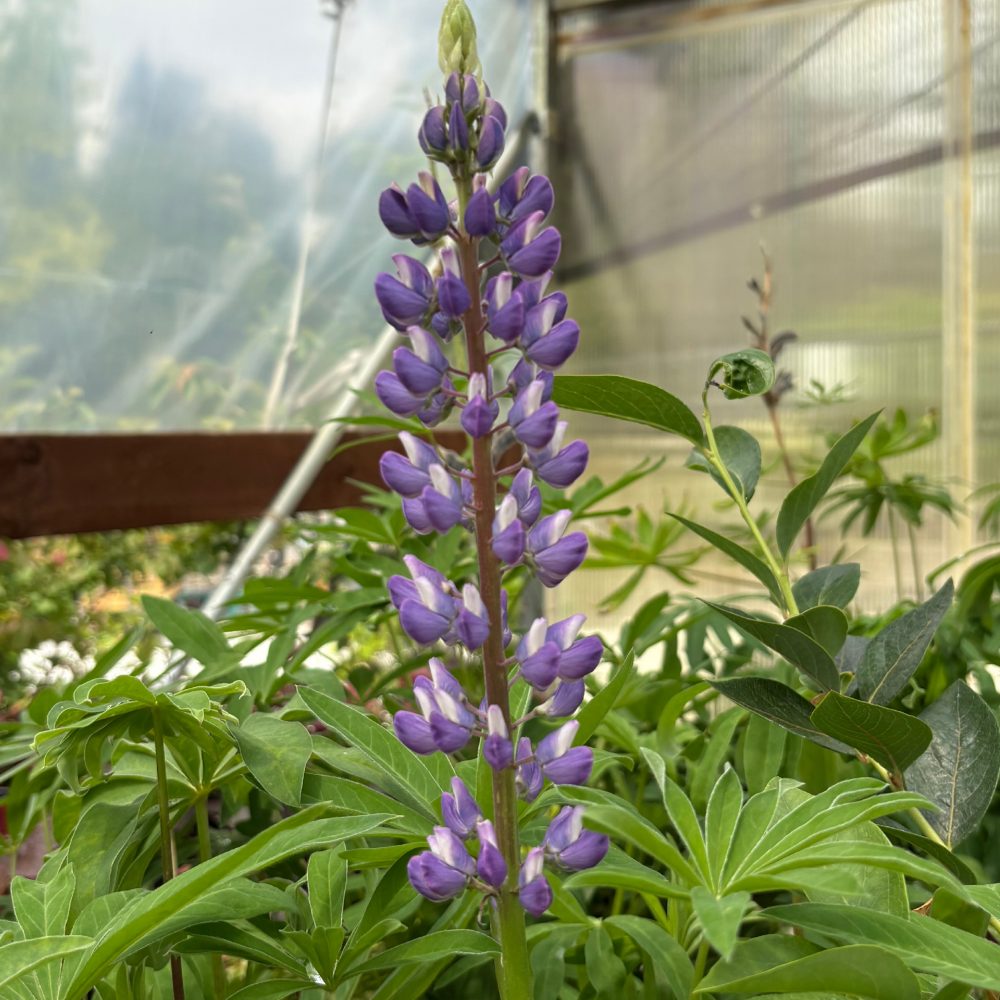 Lupinus polyphyllus / Large-Leaved Lupine