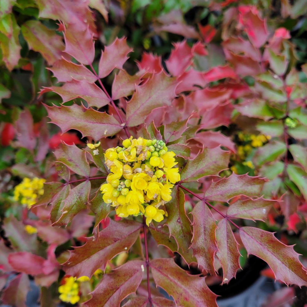 Mahonia aquifolium 'Compacta' / Compact Oregon Grape