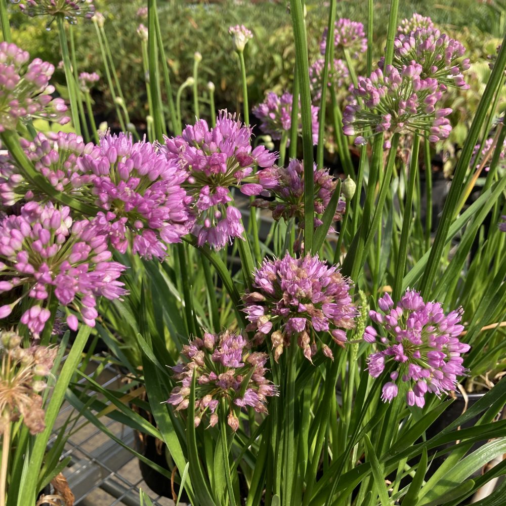 Allium millenium / Ornamental Onion