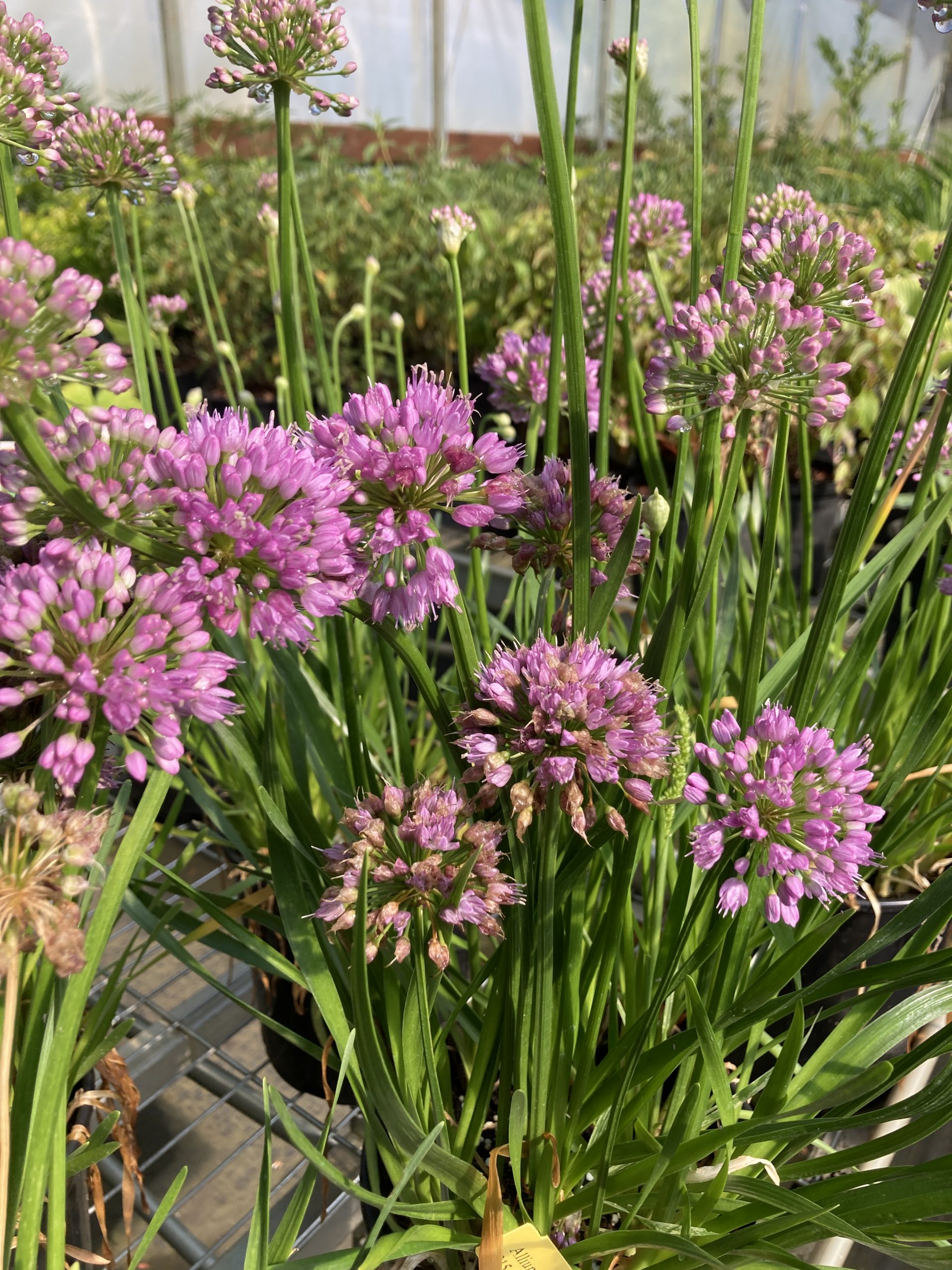 Allium cernuum / Nodding Onion