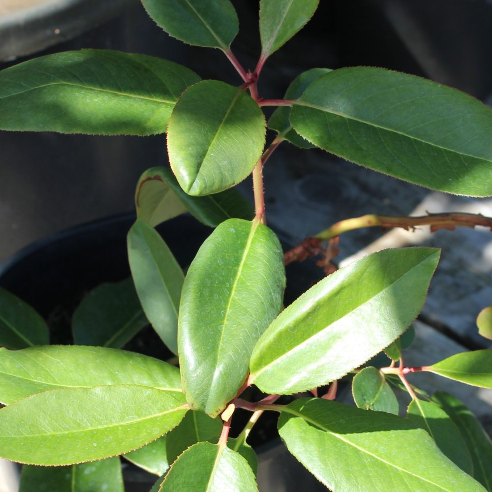 Arbutus menziesii / Pacific Madrone
