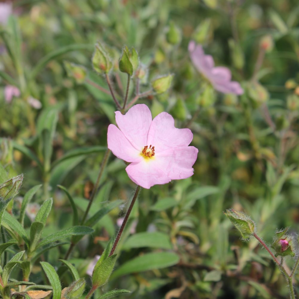 Cistus x skanbergii / Pink Rockrose