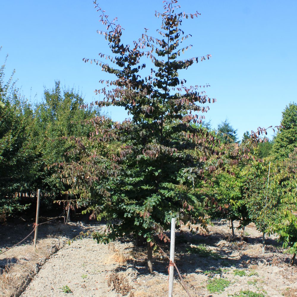 Fagus sylvatica forma 'Atropurpurea' / Purple Beech