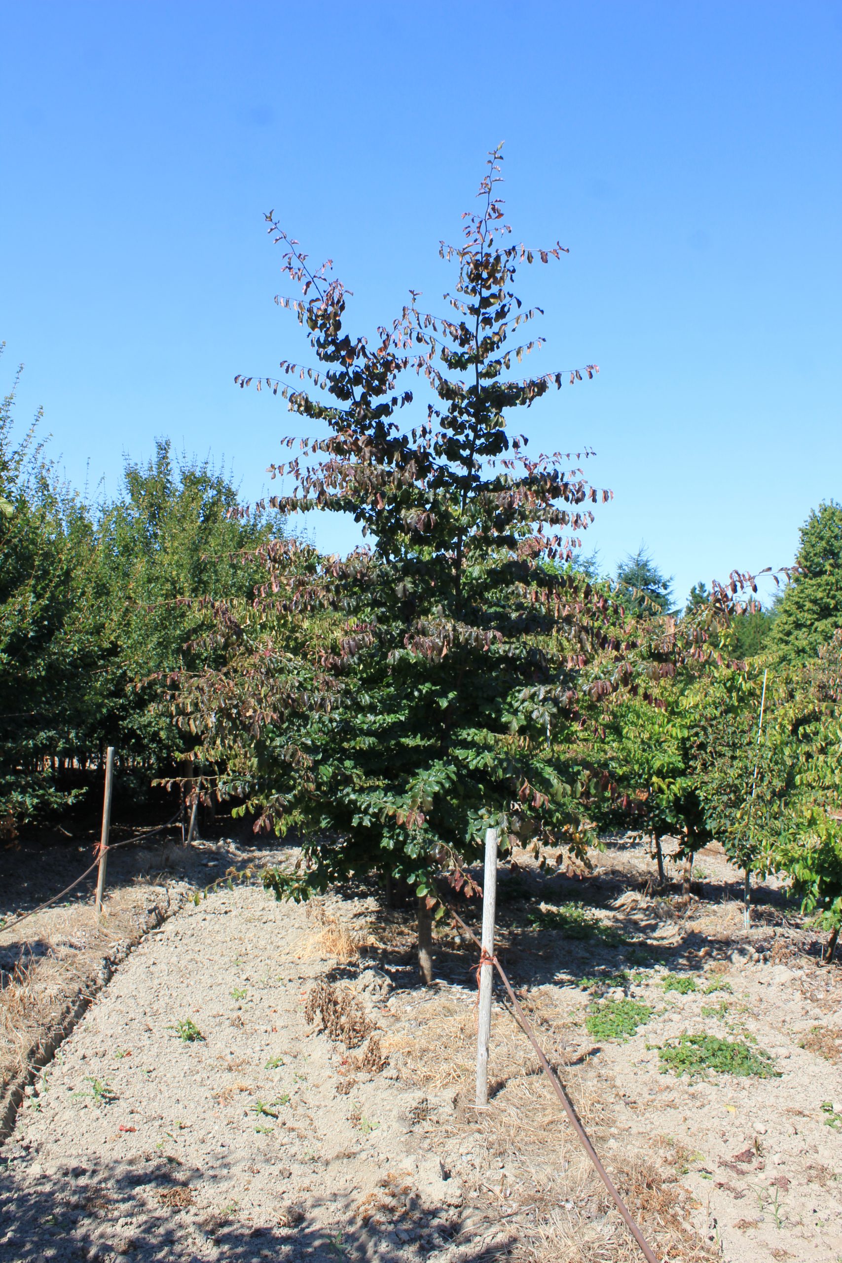 Fagus sylvatica forma ‘Atropurpurea’ / Purple Beech