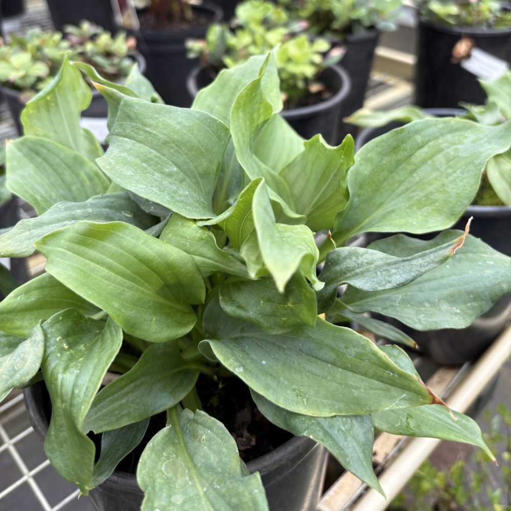 Hosta 'Queen of the Seas' / Queen of the Seas Hosta
