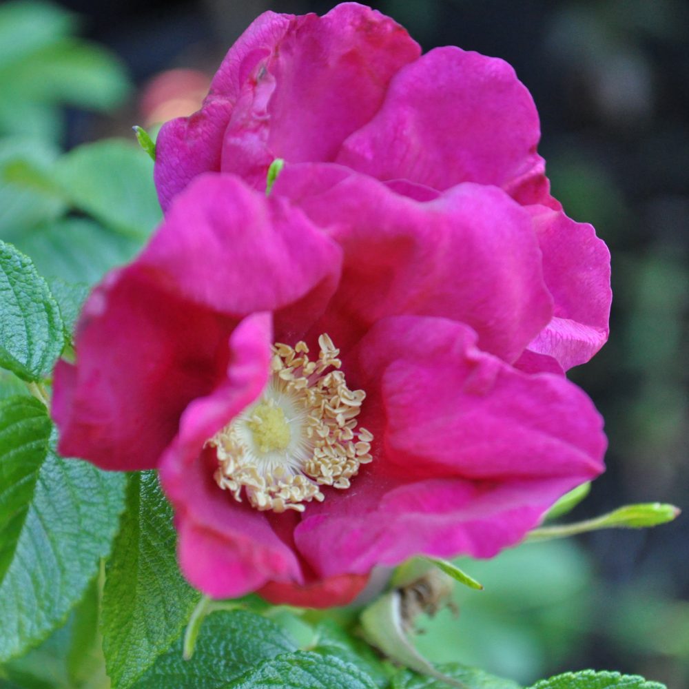 Rosa rugosa 'Purple Pavement' / Purple Pavement Japanese Rose