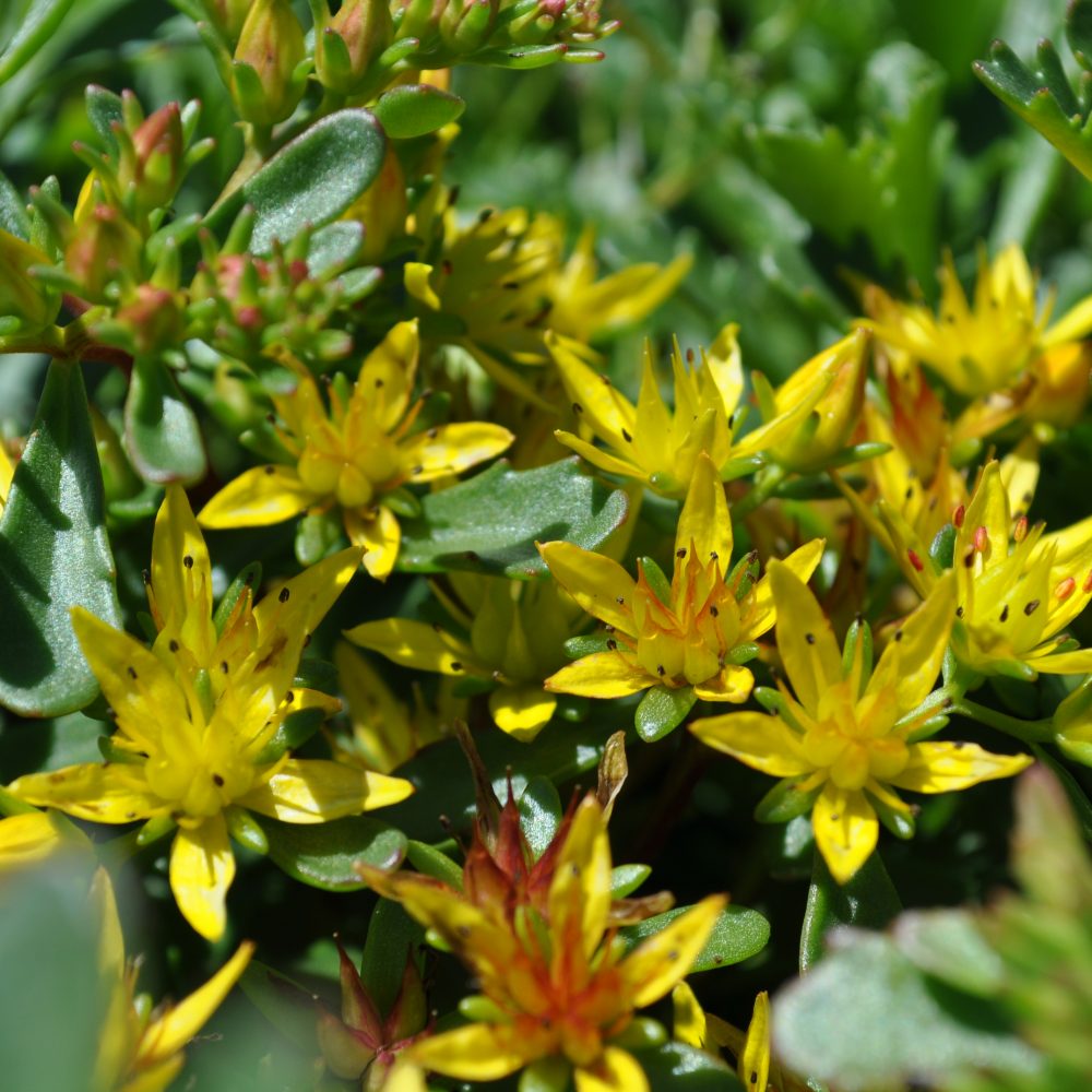 Sedum oreganum / Oregon Stonecrop