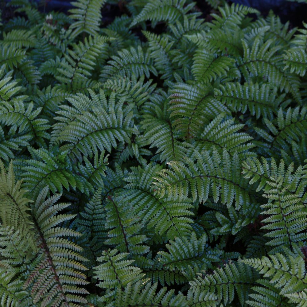 Polystichum polyblepharum / Tassel Fern