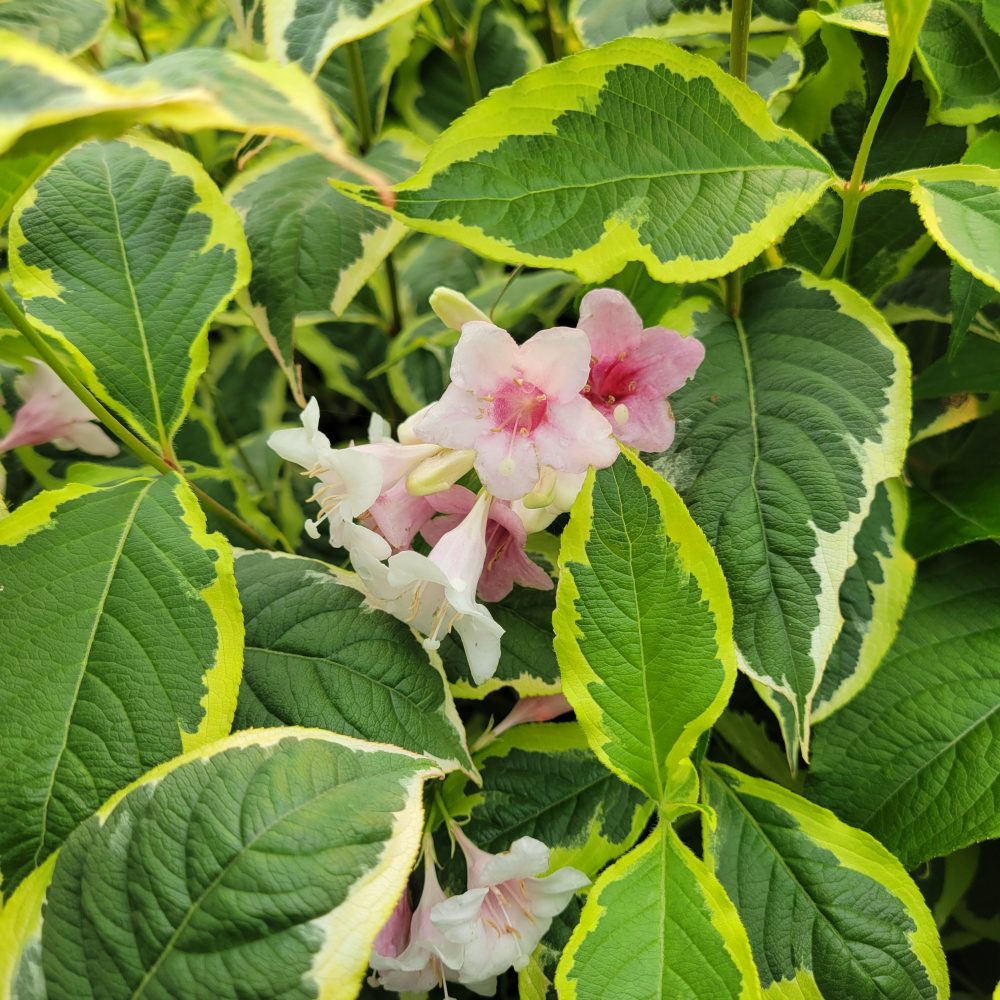 Weigela florida 'Variegata Nana' / Variegated Dwarf Weigela