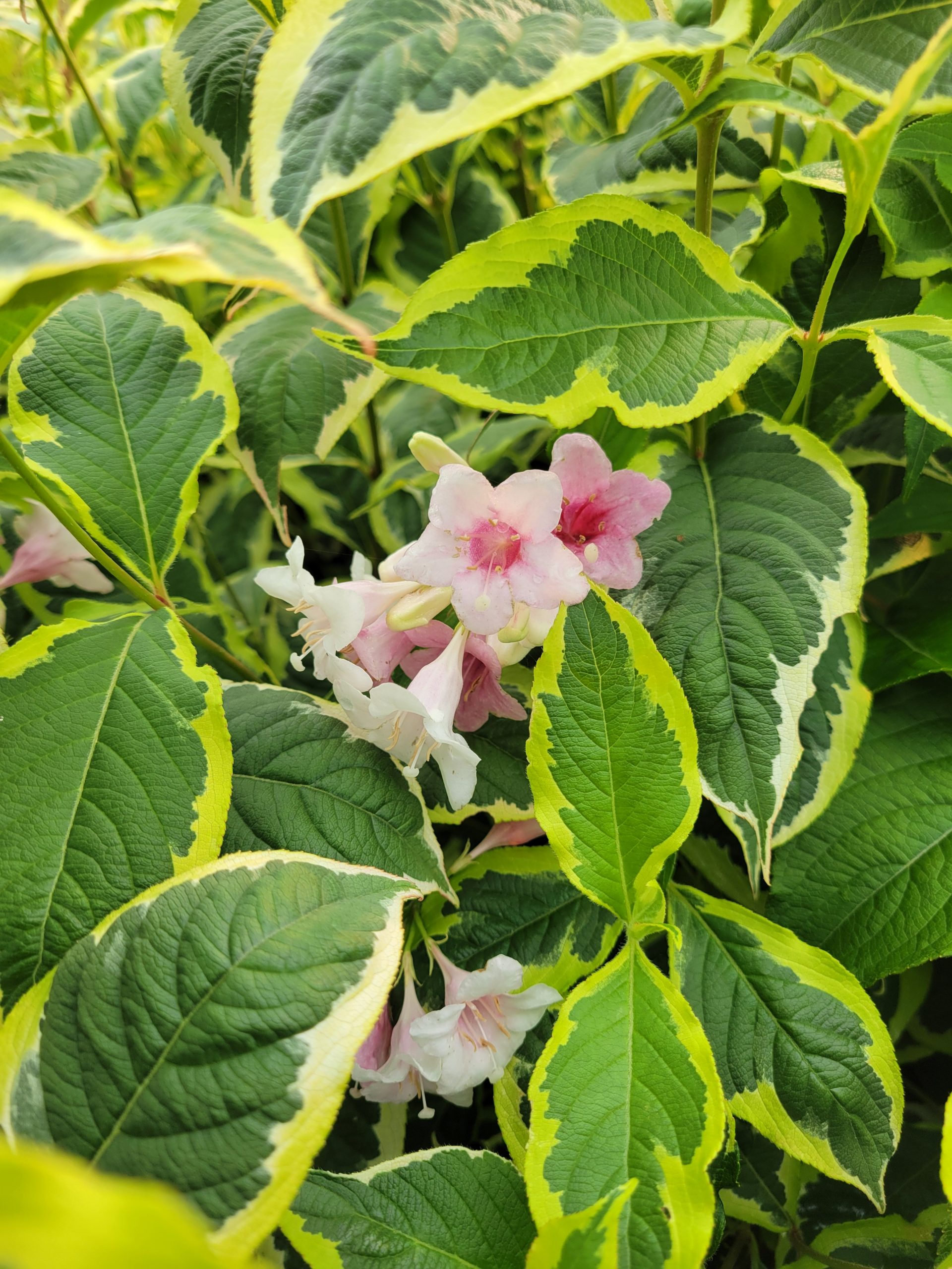Weigela florida 'Variegata Nana' / Variegated Dwarf Weigela