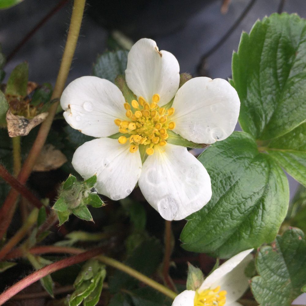 Fragaria vesca / Wild Strawberry