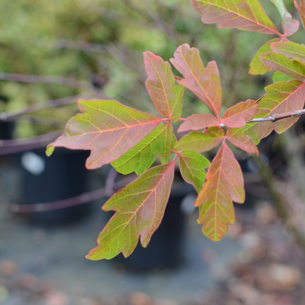 Acer griseum / Paperbark Maple