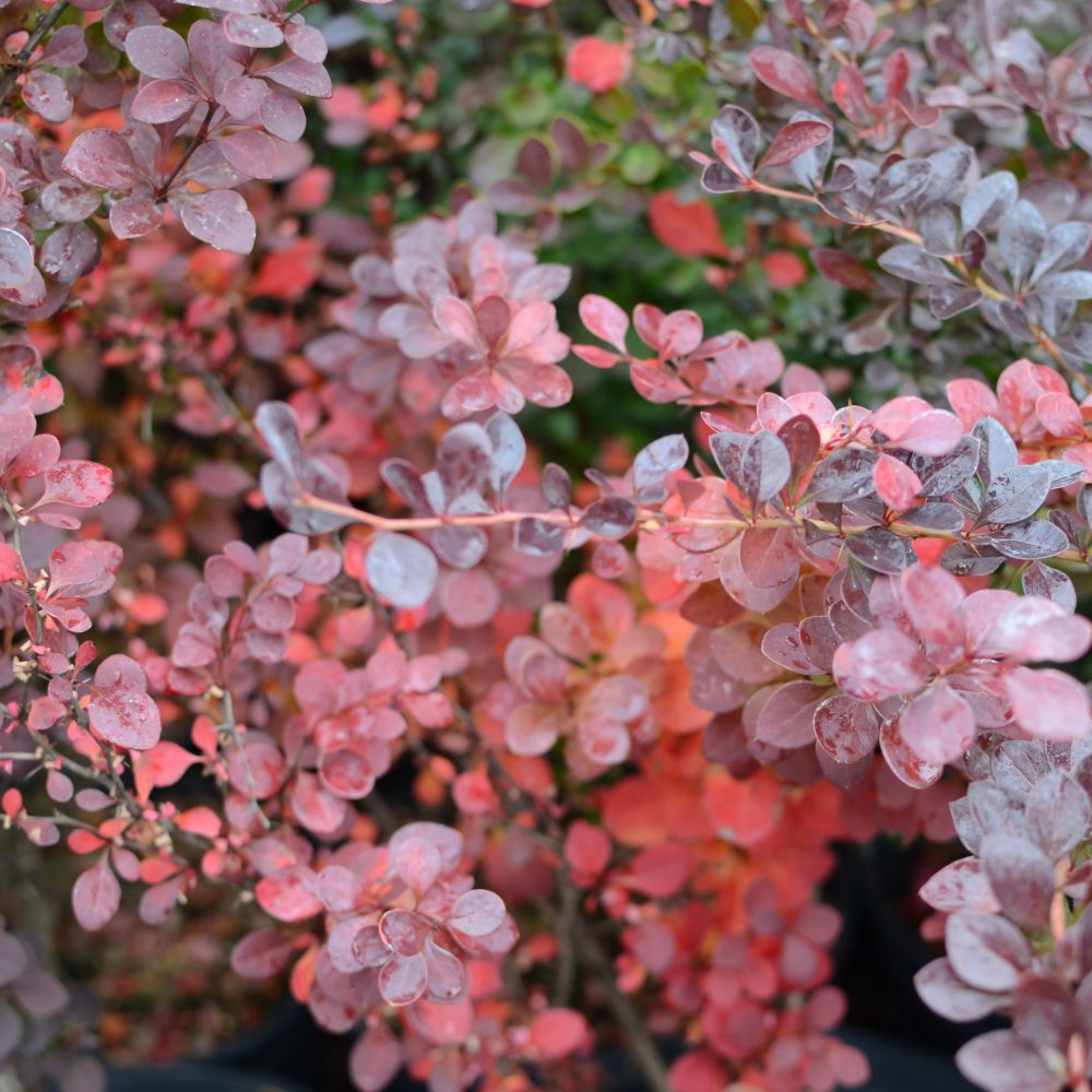 Berberis thunbergii 'Crimson Pygmy' / Crimson Pygmy Barberry