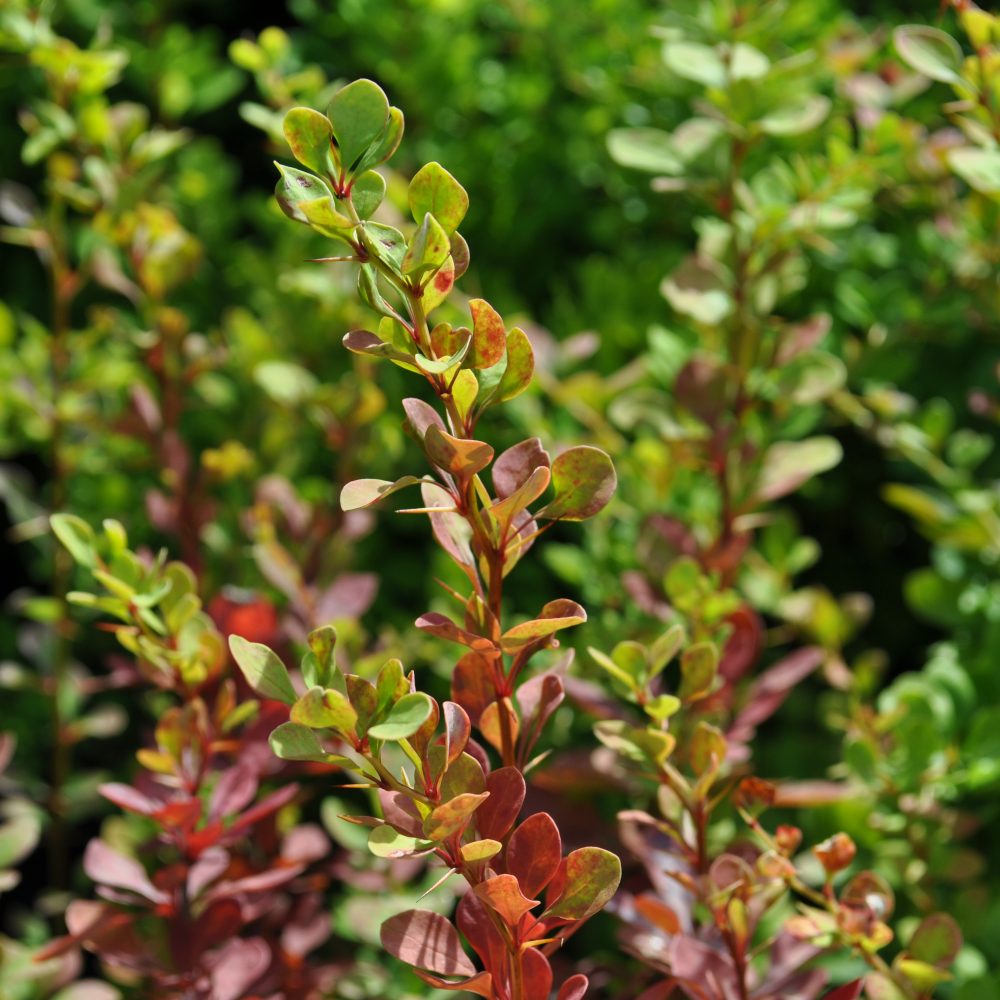 Berberis thunbergii / Japanese Barberry
