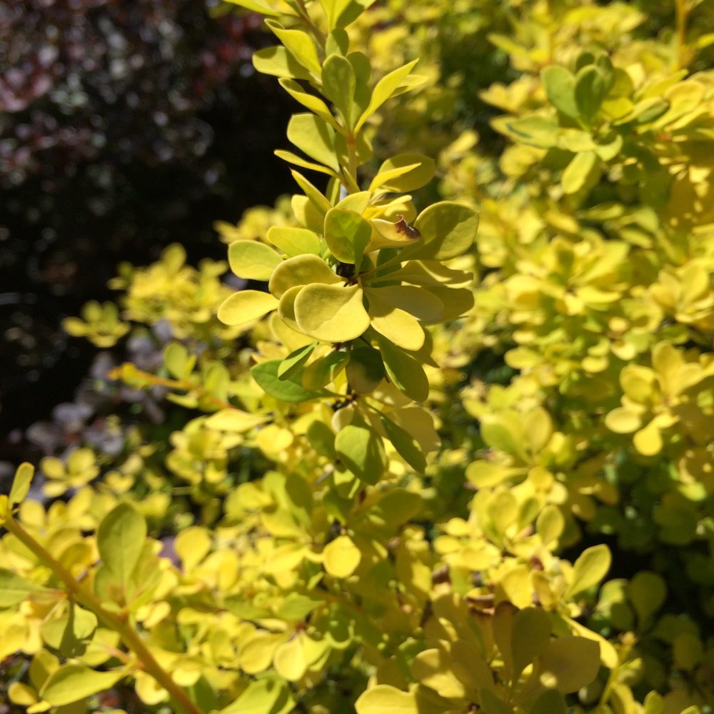 Berberis thunbergii 'Aurea' / Golden Japanese Barberry