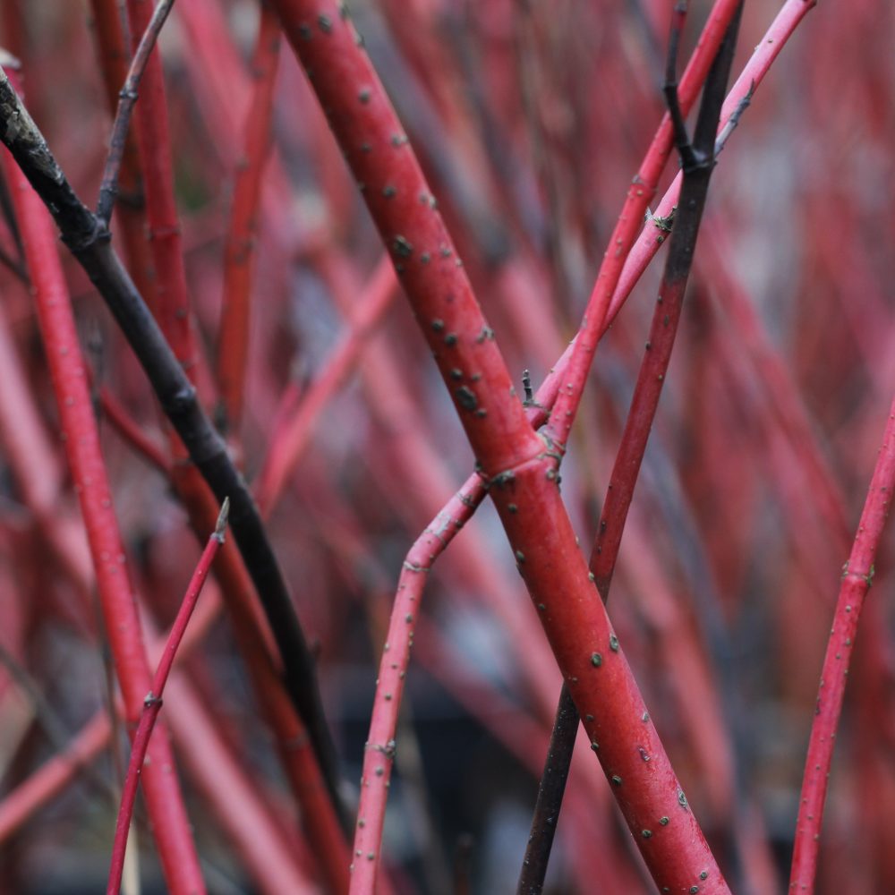 Cornus sericea 'Baileyi' / Bailey Dogwood