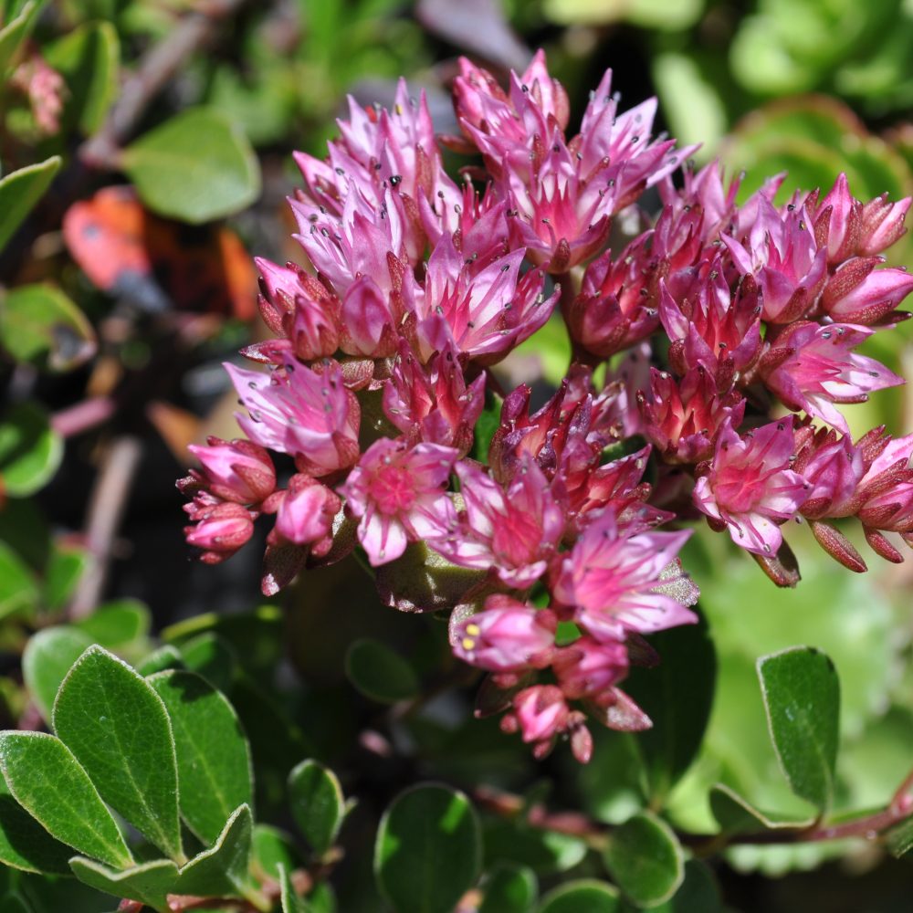 Sedum spurium 'Dragon's Blood' / Dragon's Blood Stonecrop