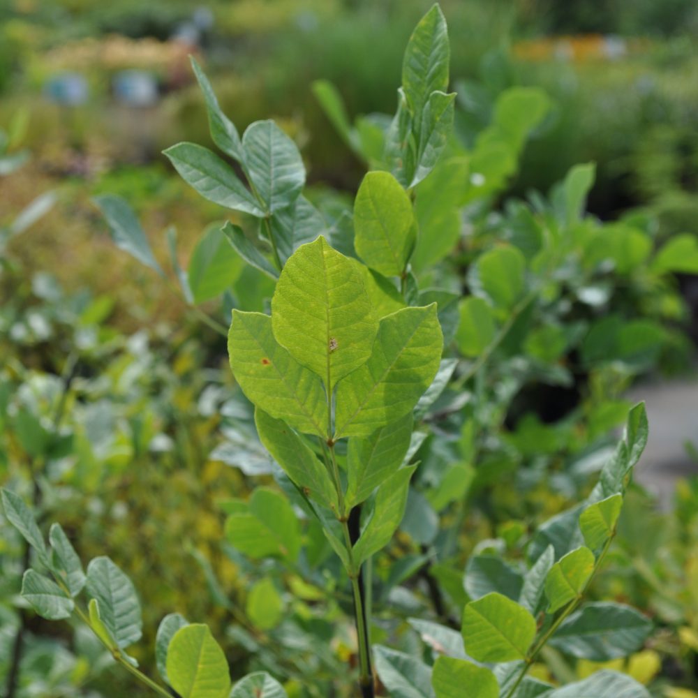 Fraxinus latifolia / Oregon Ash