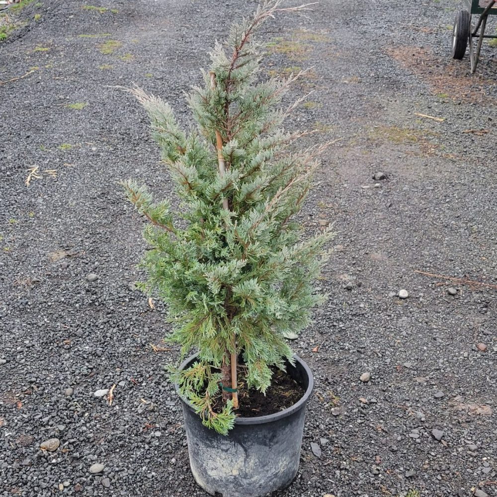 Juniperus scopulorum 'Wichita Blue' / Wichita Blue Juniper