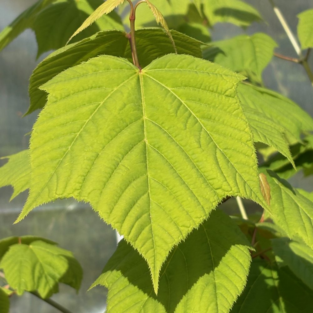Acer davidii / Snakebark Maple