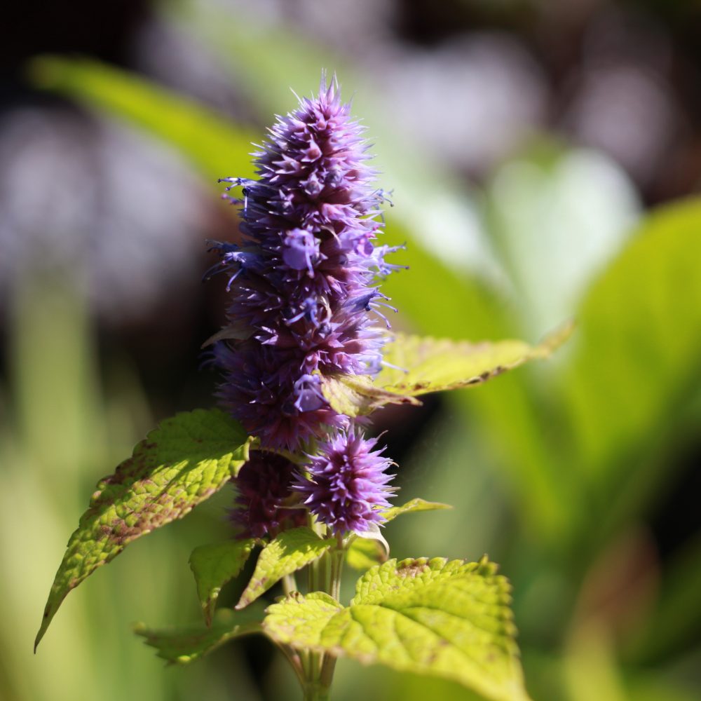 Agastache 'Golden Jubilee' / Golden Jubilee Agastache