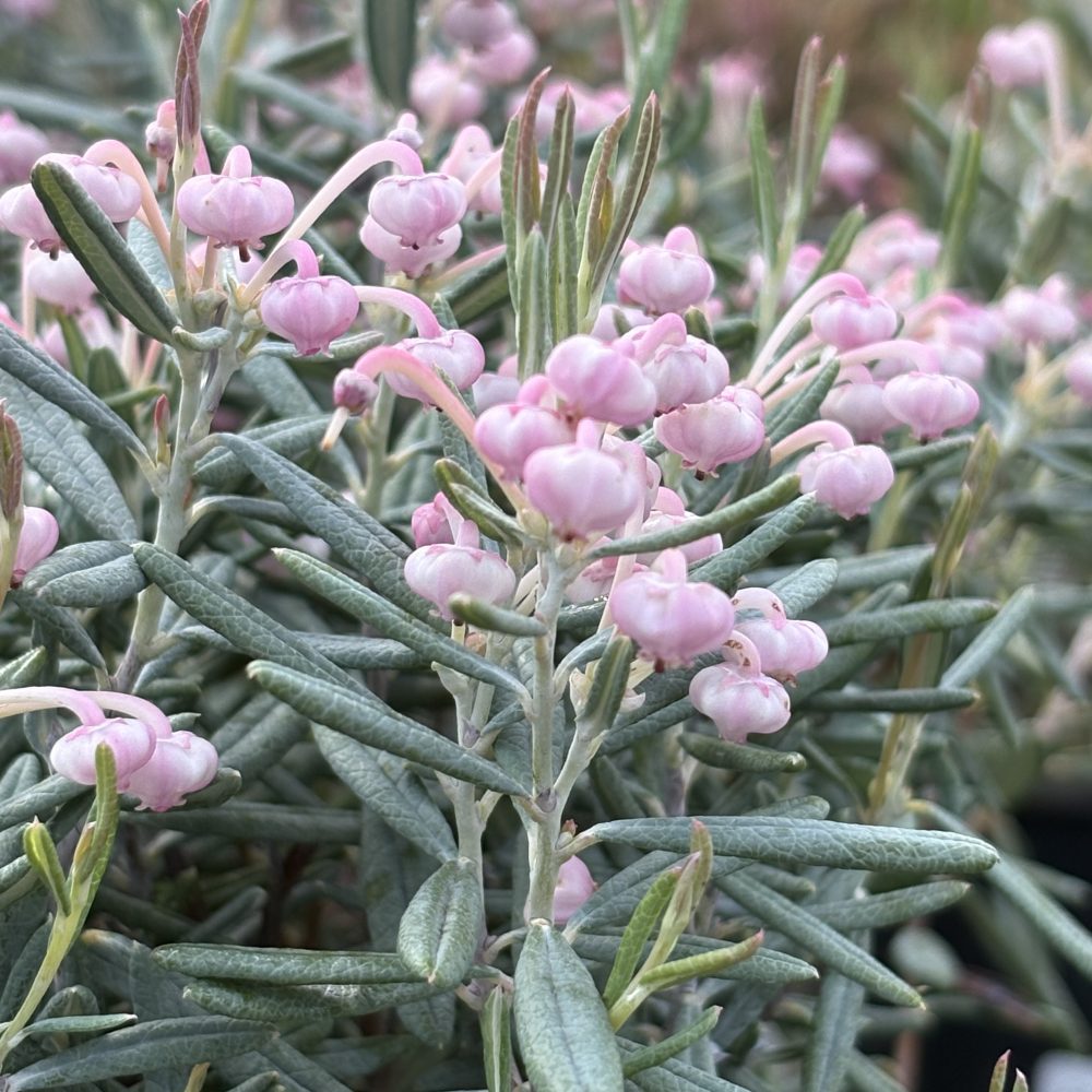 Andromeda polifolia 'Blue Ice' / Blue Ice Bog Rosemary