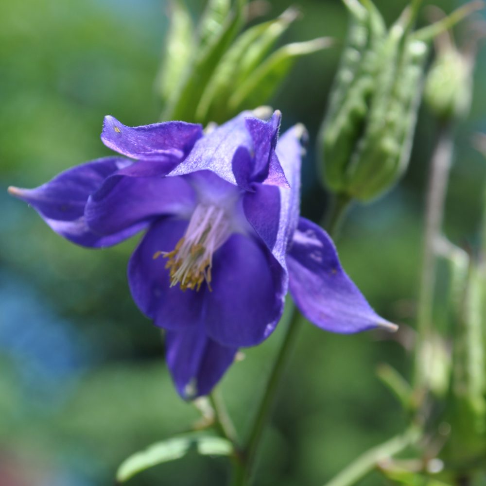 Aquilegia vulgaris / Common Columbine