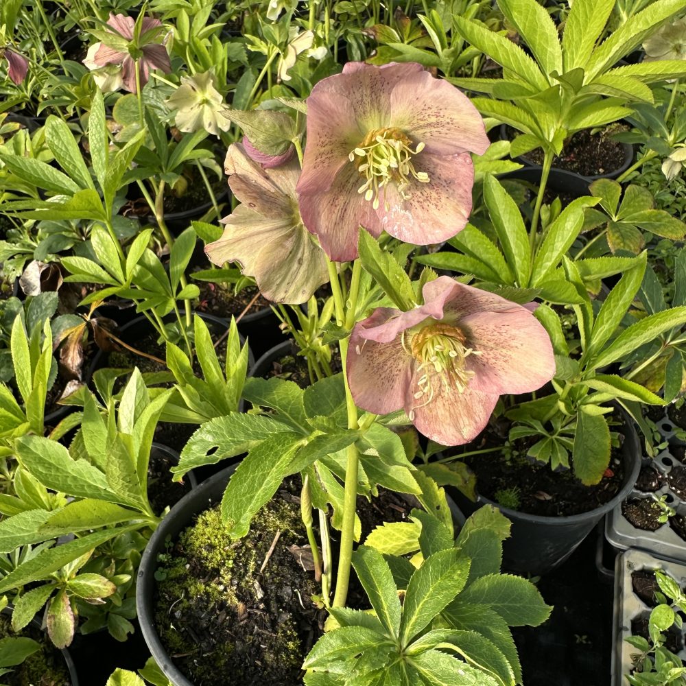 Helleborus 'Ashwood Garden' / Ashwood Garden Hellebore