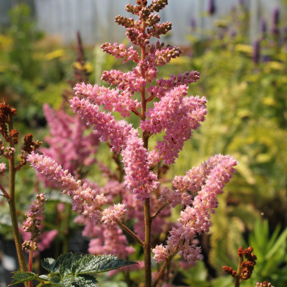 Astilbe chinensis 'Vision in Pink' / Vision in Pink Astilbe