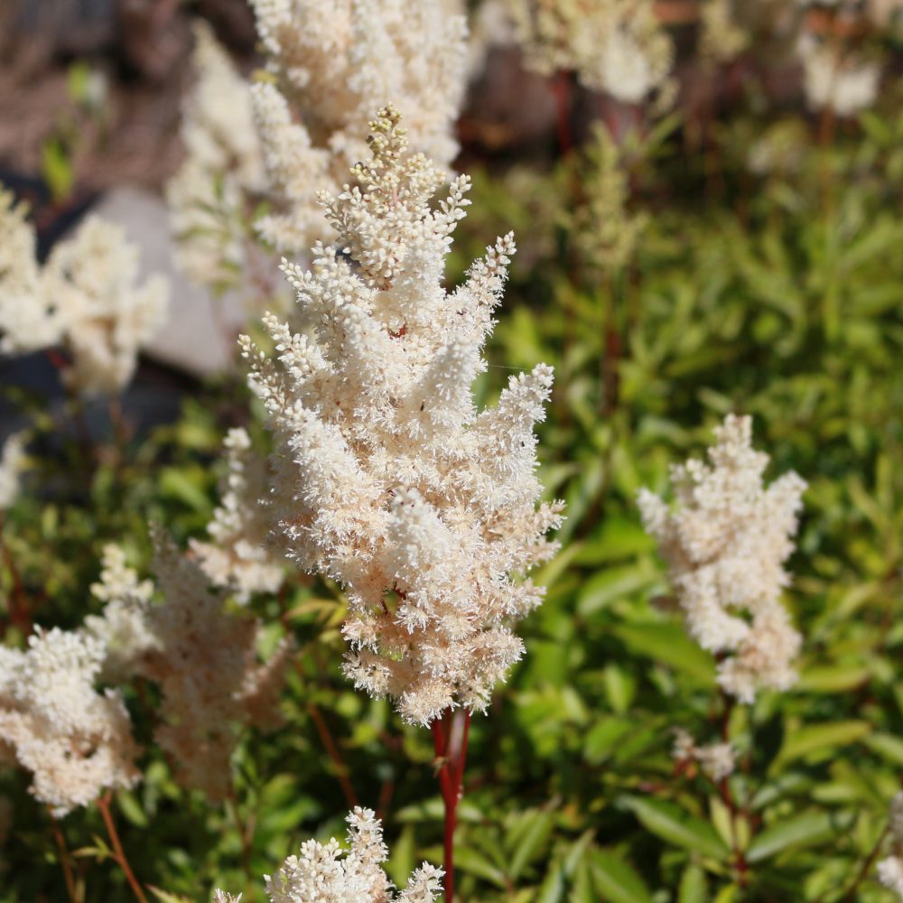 Astilbe x arendsii 'White Gloria' / White Gloria Astilbe