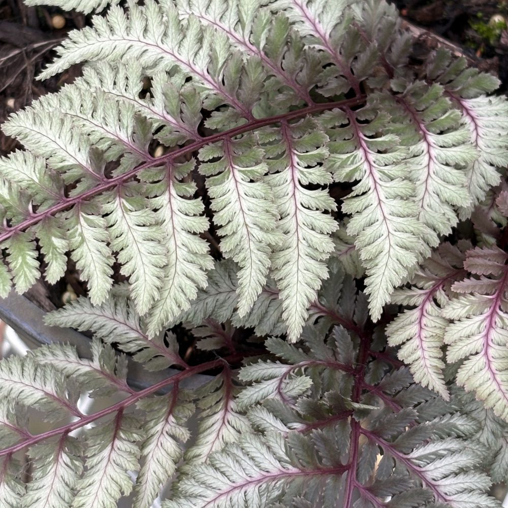 Athyrium niponicum 'Regal Red' / Regal Red Painted Fern