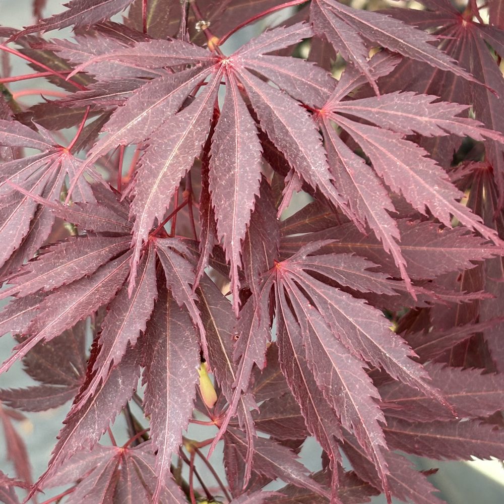 Acer palmatum 'Bloodgood' / Bloodgood Japanese Maple