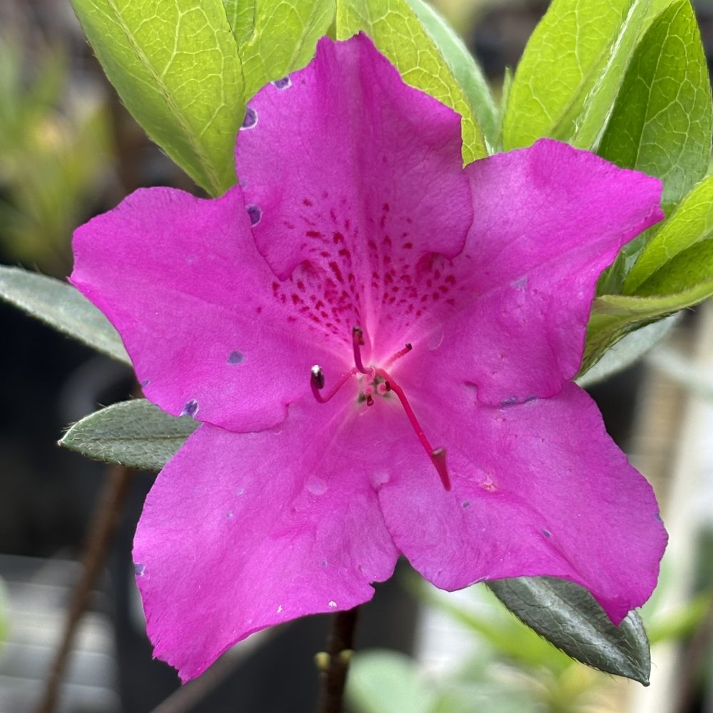 Rhododendron 'Blue Danube' / Blue Danube Azalea