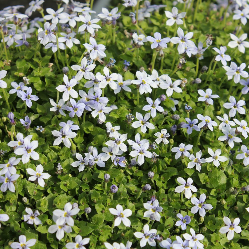 Isotoma fluviatilis / Blue Star Creeper