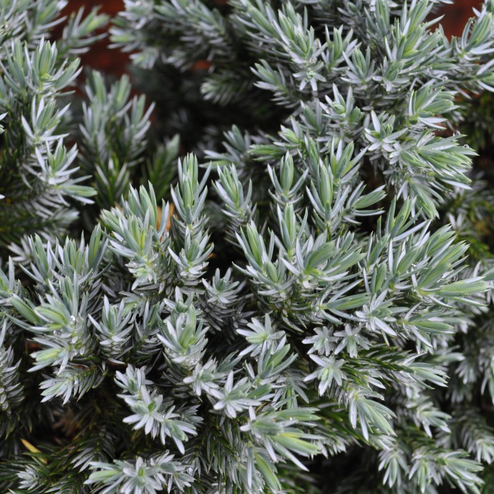 Juniperus squamata 'Blue Star' / Blue Star Juniper