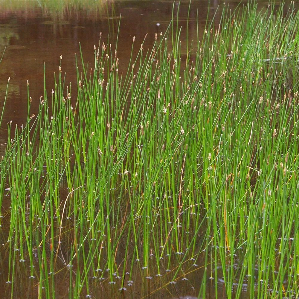 Eleocharis palustris / Common Spike Rush