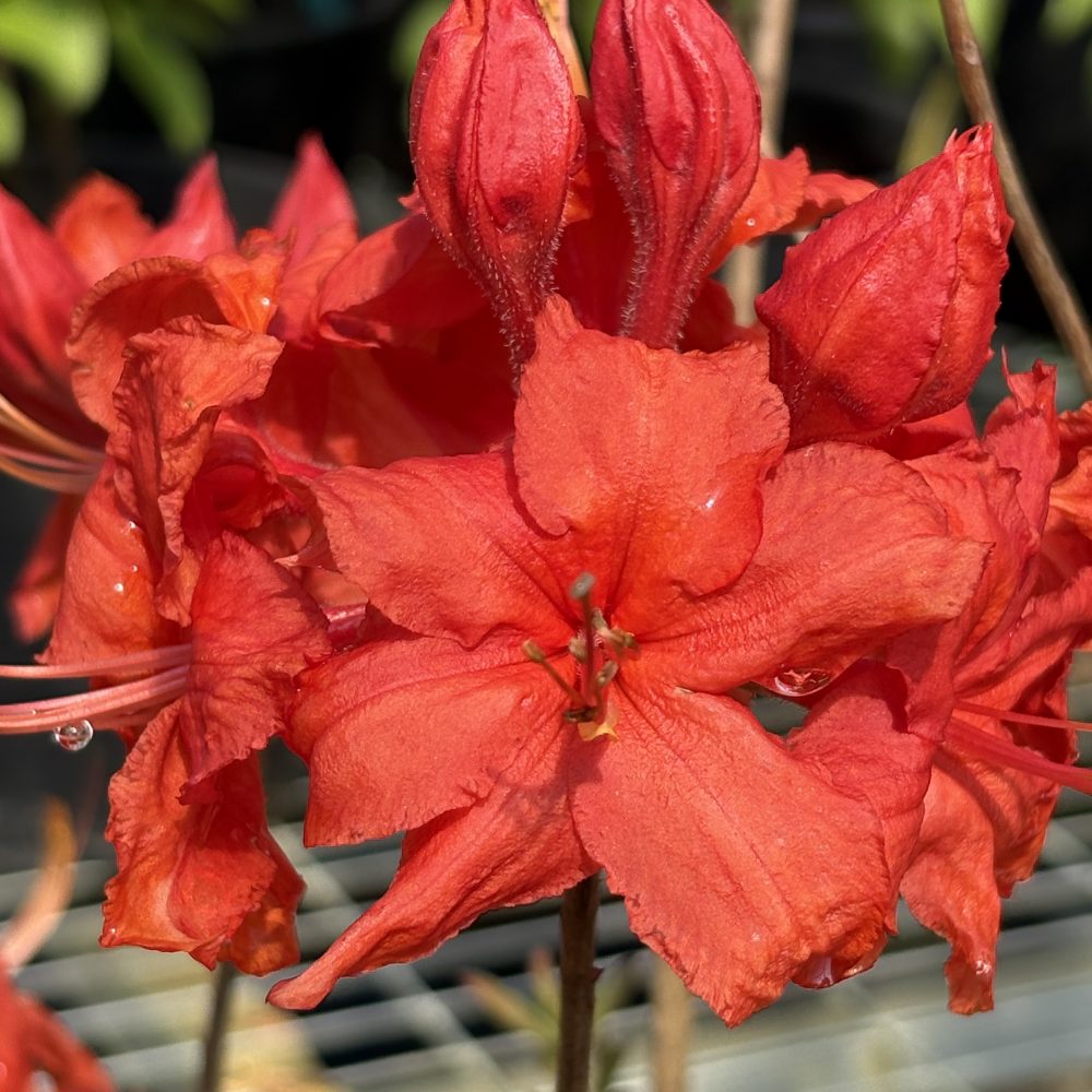Rhododendron 'Fireball' / Fireball Azalea