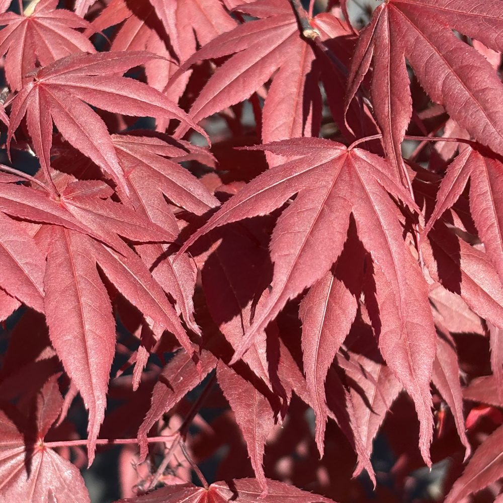 Acer palmatum 'Fireglow' / Fireglow Japanese Maple