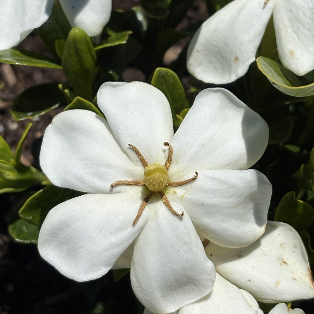 Gardenia jasminoides 'Kleim's Hardy' / Kleim's Hardy Gardenia
