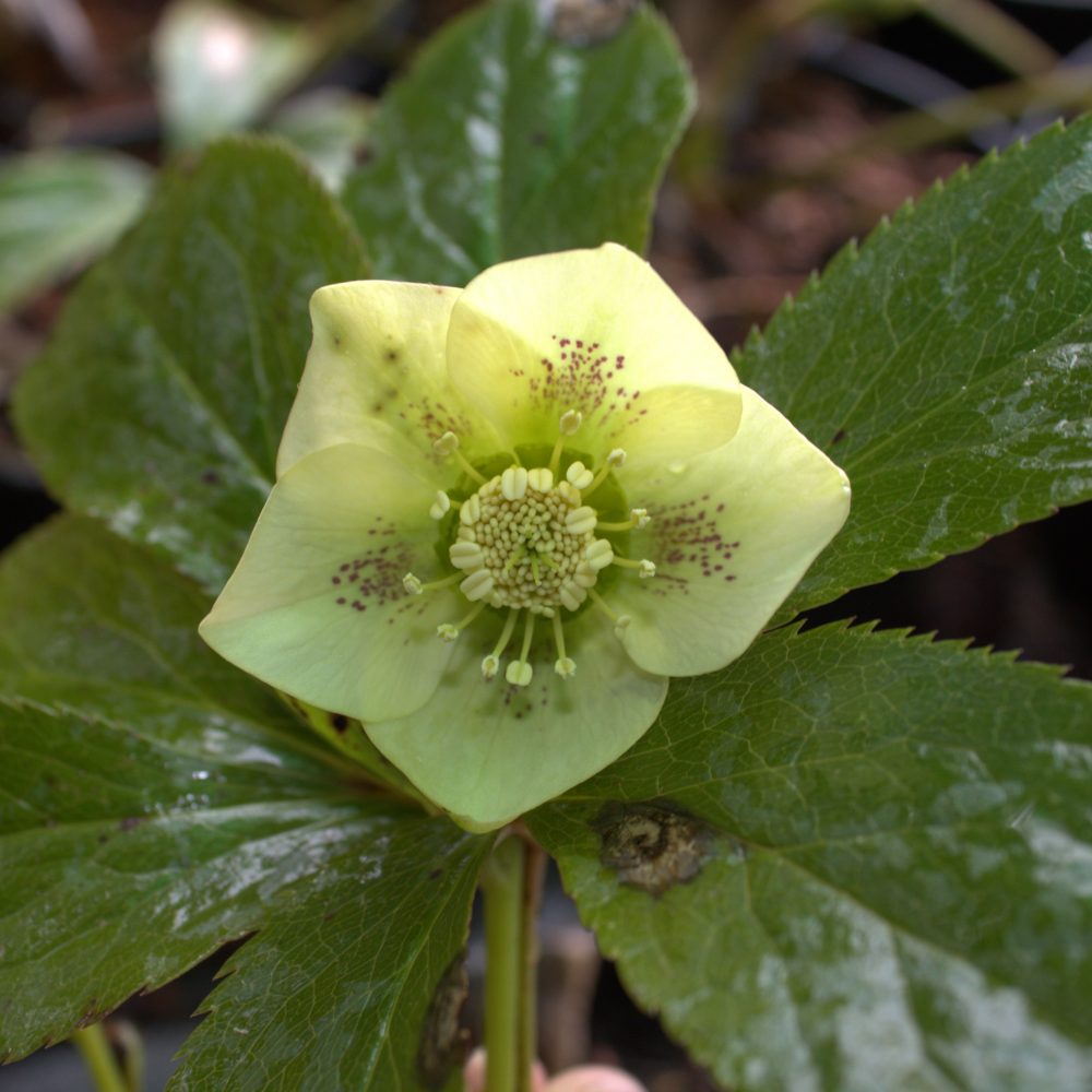 Helleborus 'Yellow Lady' / Yellow Lady Hellebore