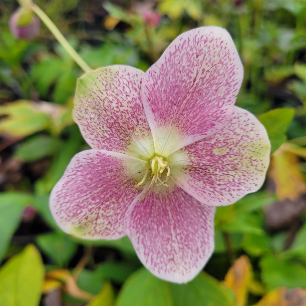 Helleborus 'Pink Spotted Lady' / Pink Spotted Lady Hellebore