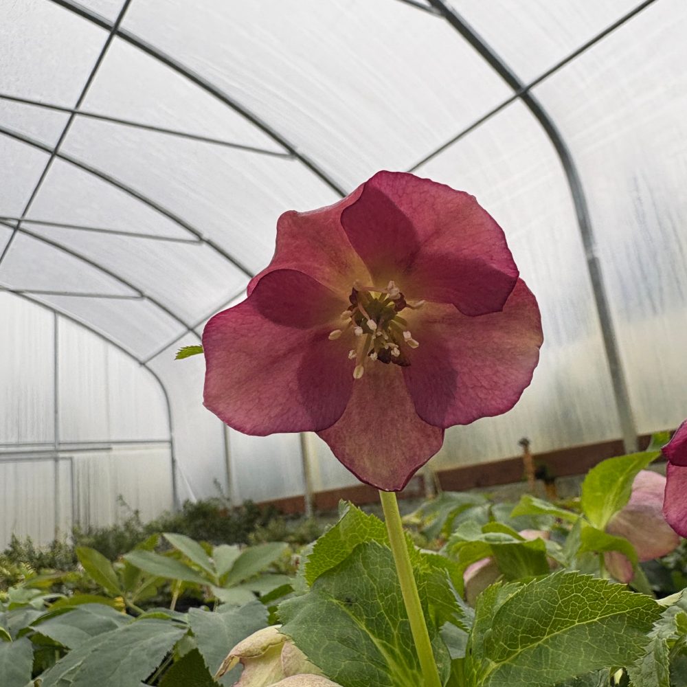 Helleborus 'Ashwood Garden' / Ashwood Garden Hellebore