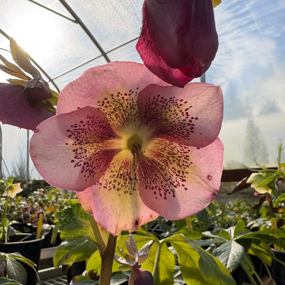 Helleborus 'Pink Spotted Lady' / Pink Spotted Lady Hellebore