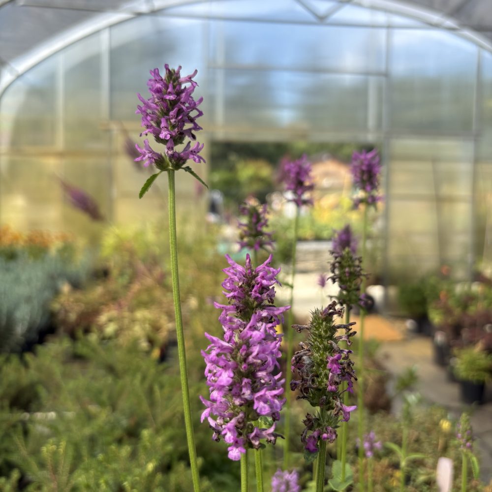 Stachys monieri 'Hummelo' / Betony