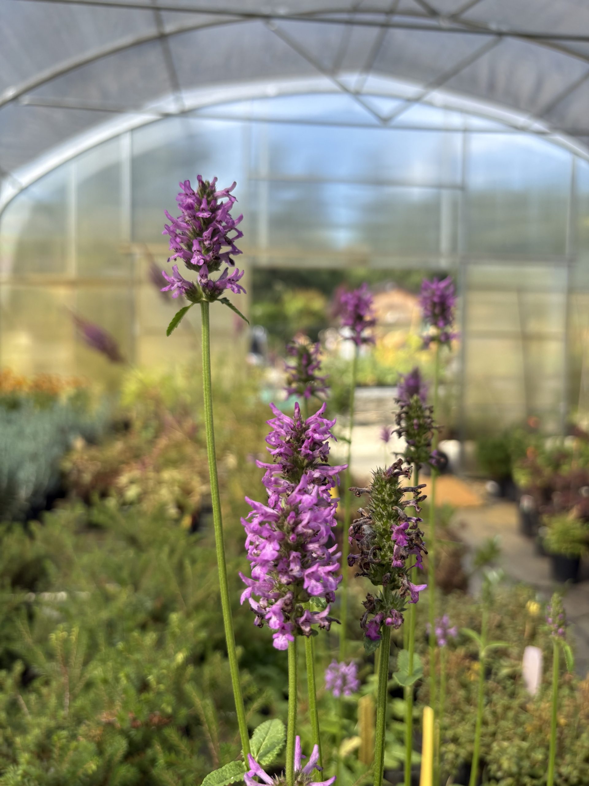 Stachys monieri ‘Hummelo’ / Betony
