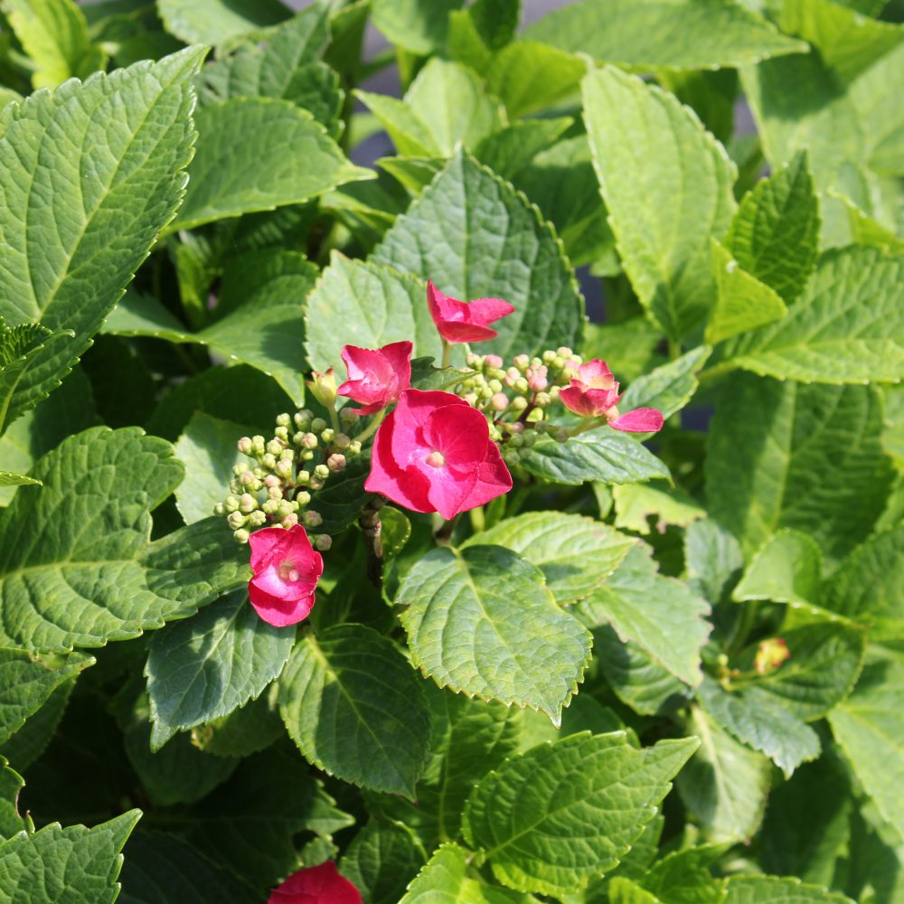 Hydrangea macrophylla 'Cherry Explosion' / Cherry Explosion Hydrangea
