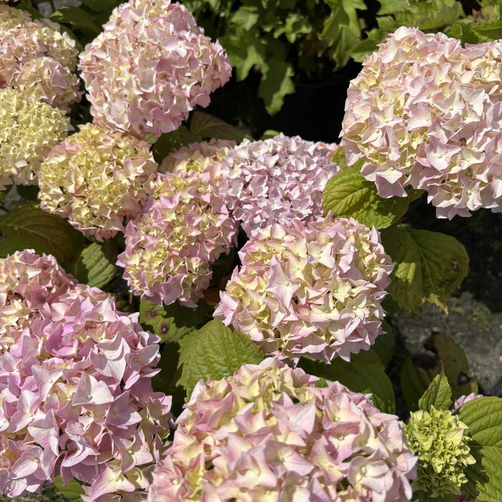 Hydrangea macrophylla 'All Summer Beauty' / All Summer Beauty Hydrangea