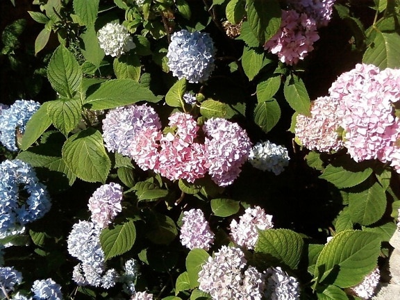 Hydrangea macrophylla 'Pink Beauty' / Pink Beauty Hydrangea
