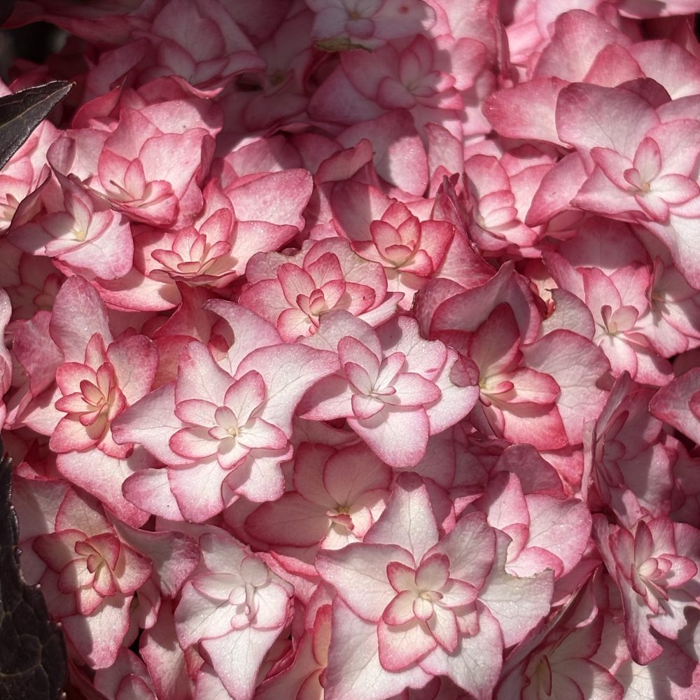 Hydrangea macrophylla 'Miss Saori' / Miss Saori Hydrangea